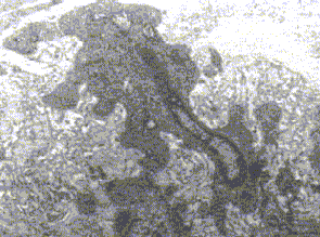debbage-figure06