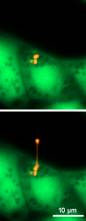 double_staining