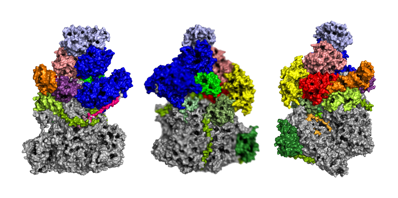 Innsbrucker Forscher liefern wichtigen Beitrag zur Entschlüsselung des Vaccinia Virus