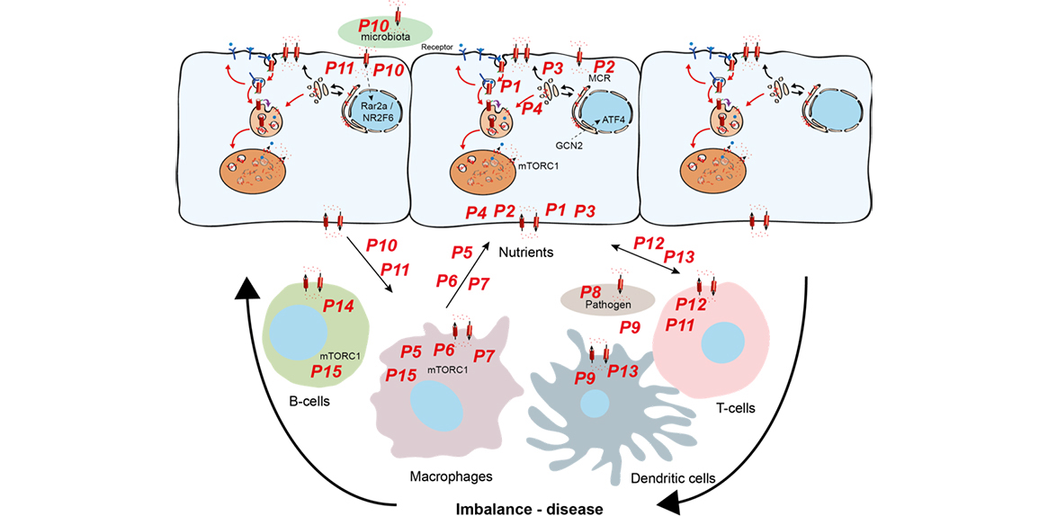 Cellular Basis of Diseases: Neues PhD-Programm verbindet Grundlagenforschung und Klinik