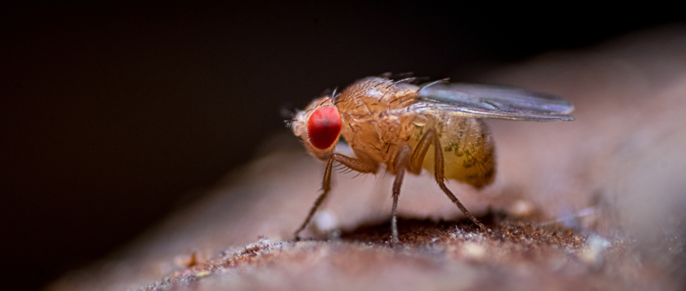 Chromatin-Protein CHD1 steuert Hungerwahrnehmung im Fliegenhirn
