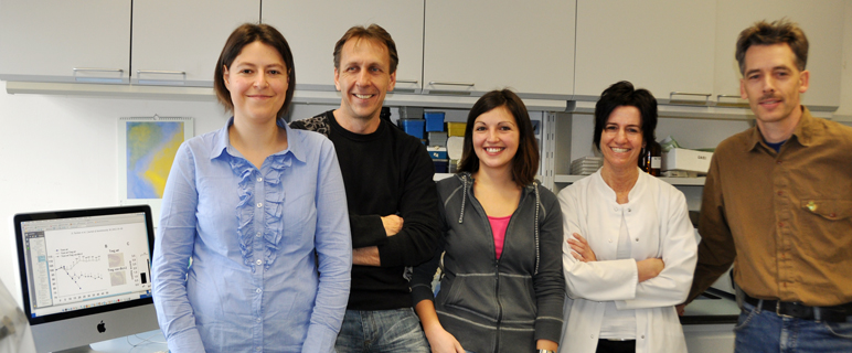 Autoimmunität:  Neues aus der Biologie regulatorischer T-Zellen 