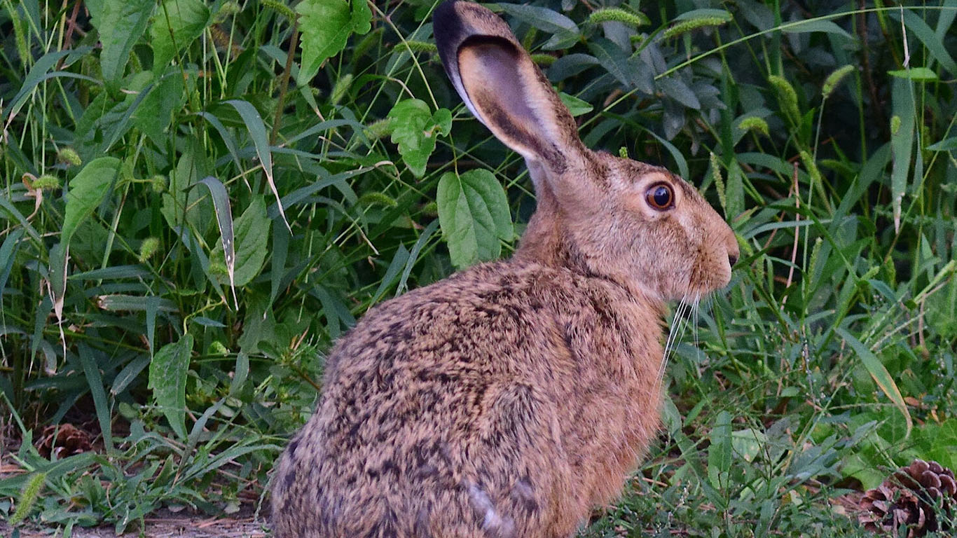 Ostern ohne Hase?